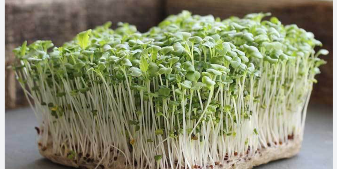 Komatsuna Mustard Spinach – Monty's Microgreens